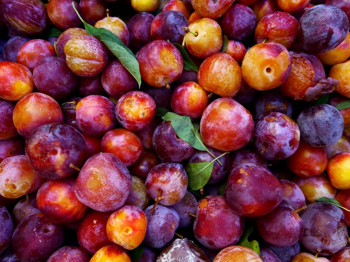 asmitha fruit shop in karaikudi