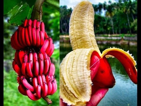 asmitha fruit shop in karaikudi